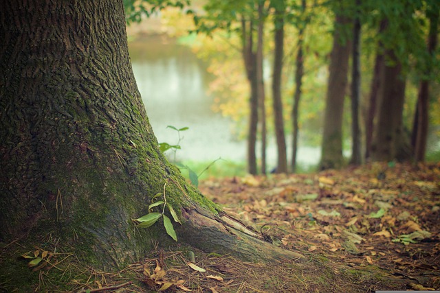 Woodland scene
